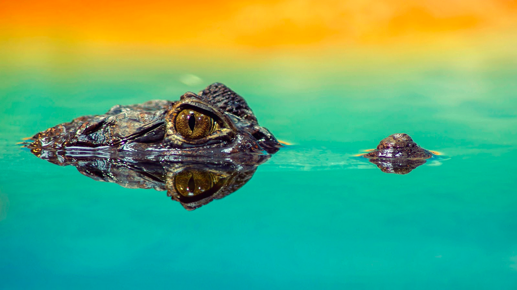 A crocodile in water