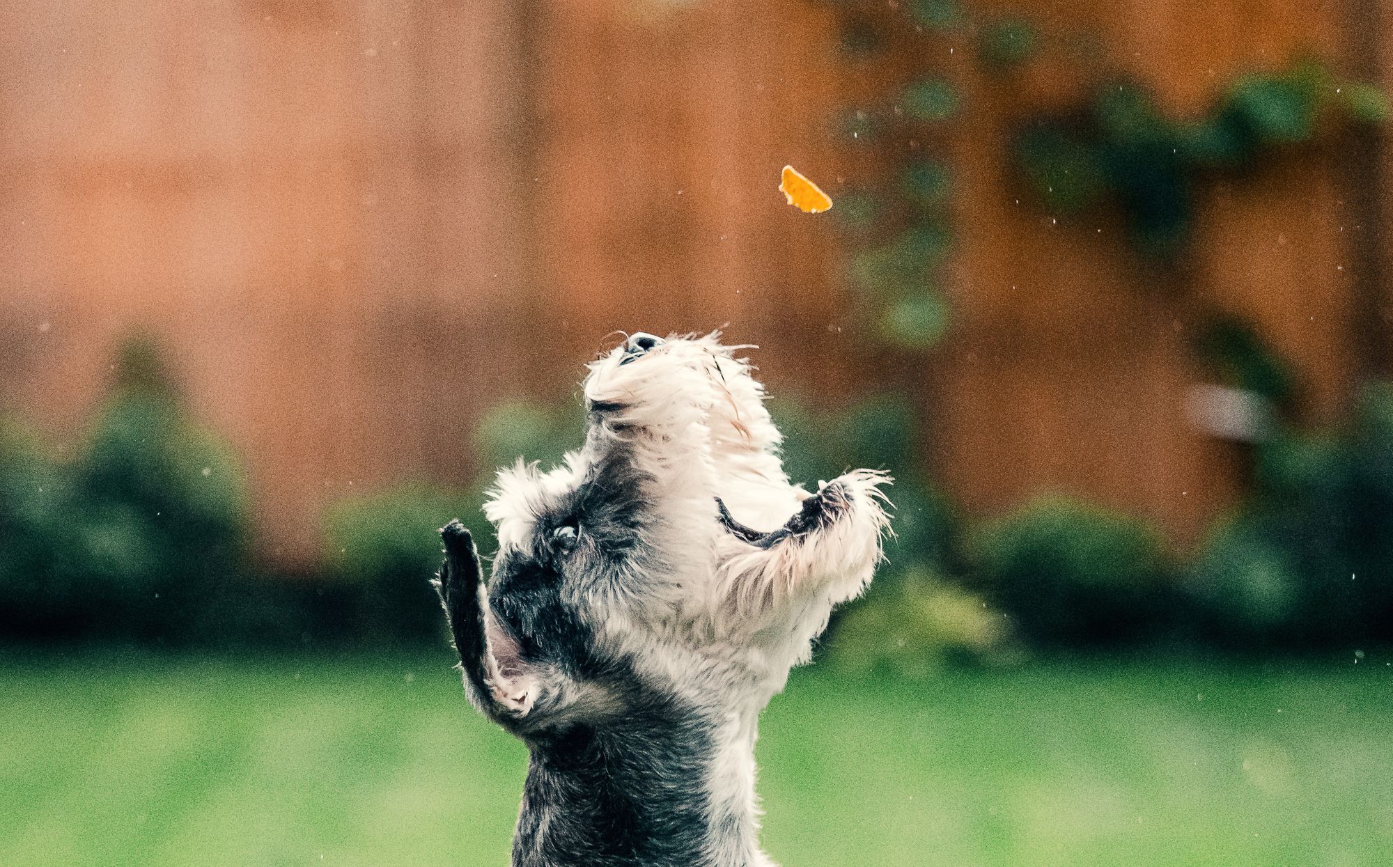 Dog catching a treat