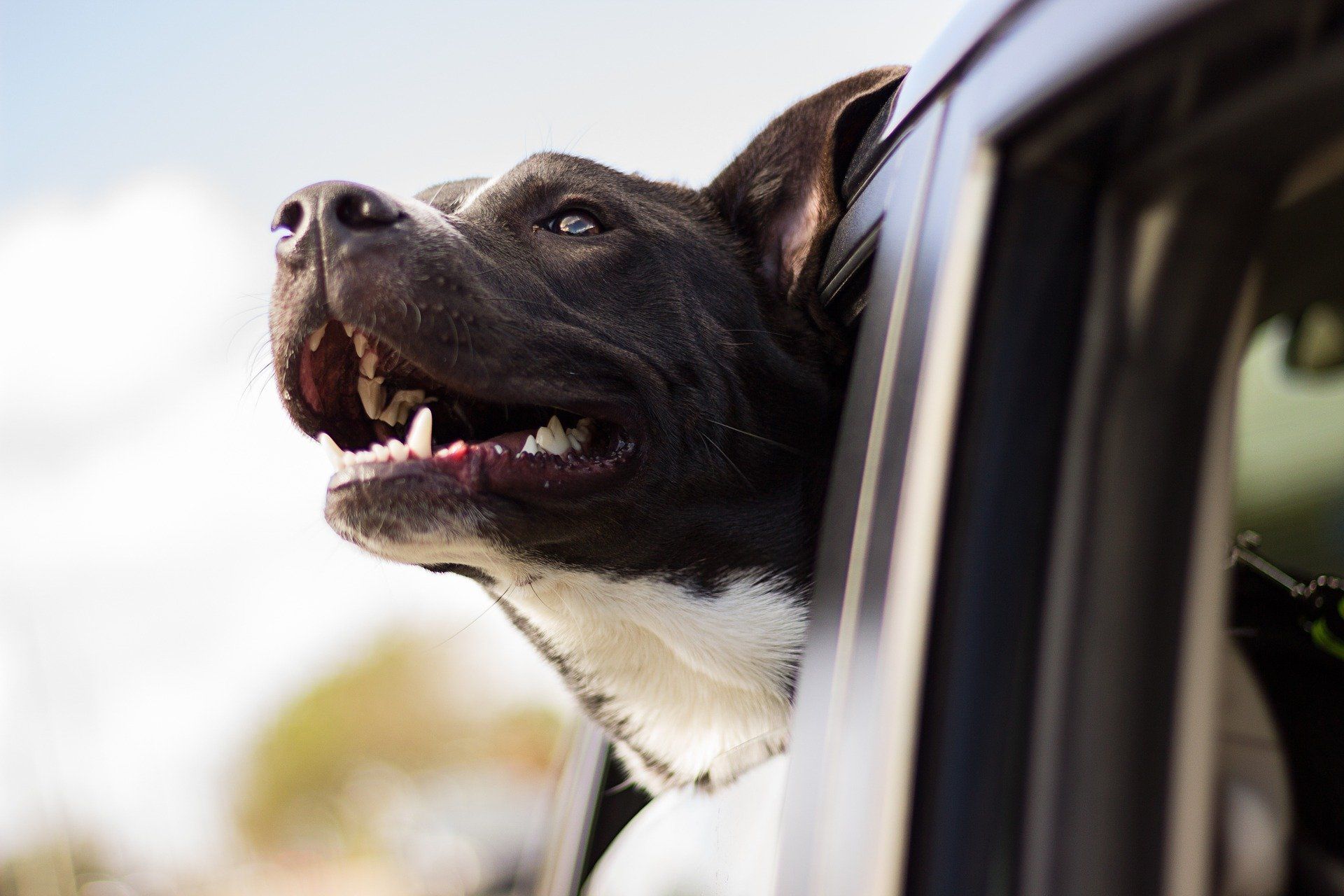 Dog in the car window