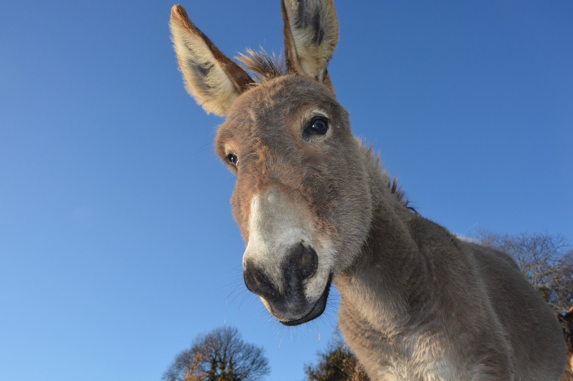 Donkey looking for study motivation