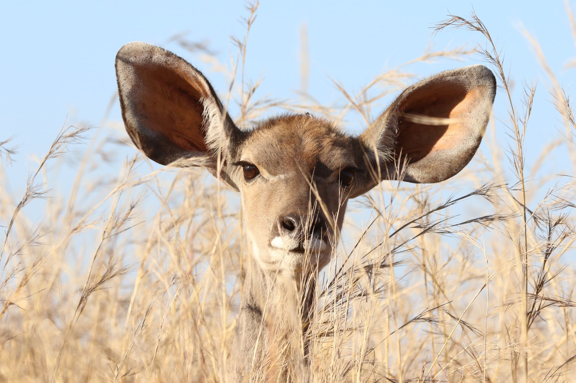 Deer with large ears in grass listening