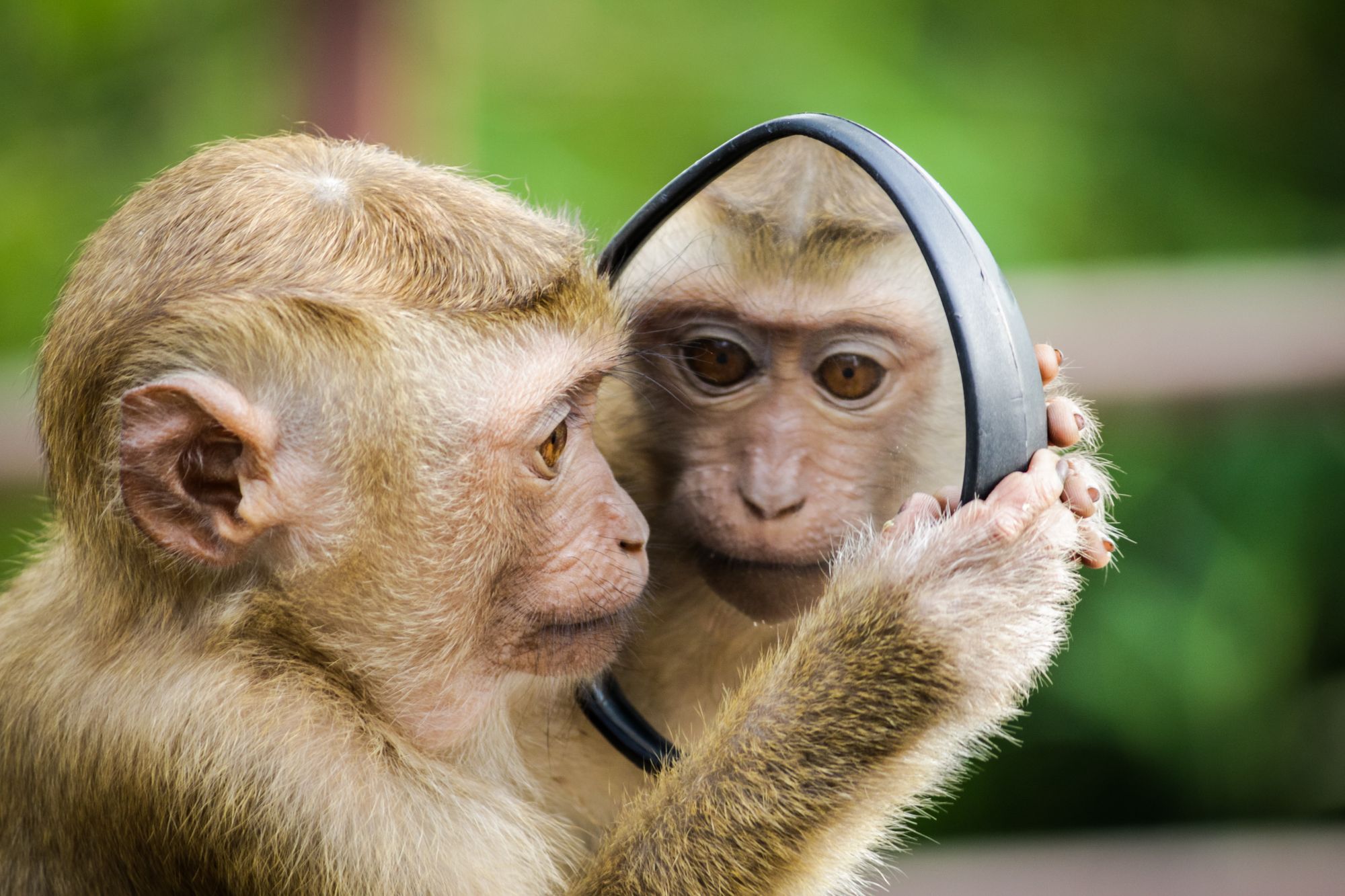 Monkey looking at its reflection in the mirror