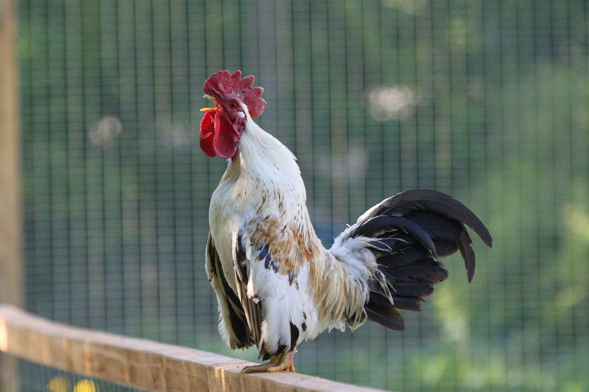 A crowing rooster