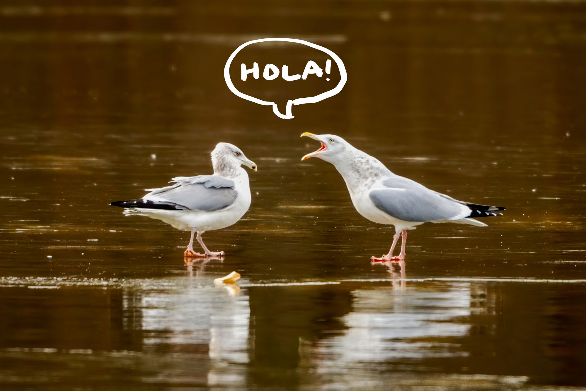 Dos pájaros hablando español