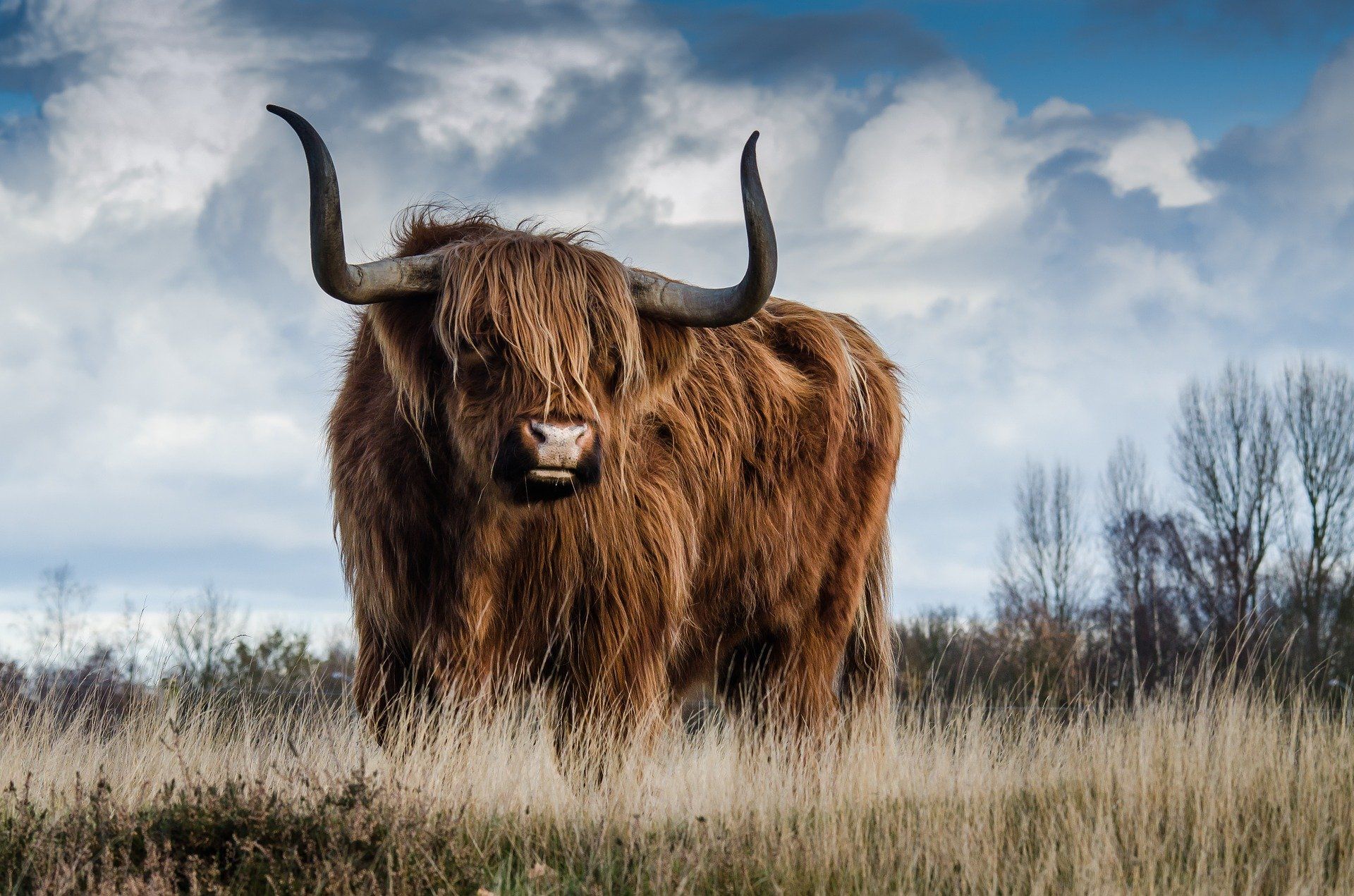 Buffalo on a field