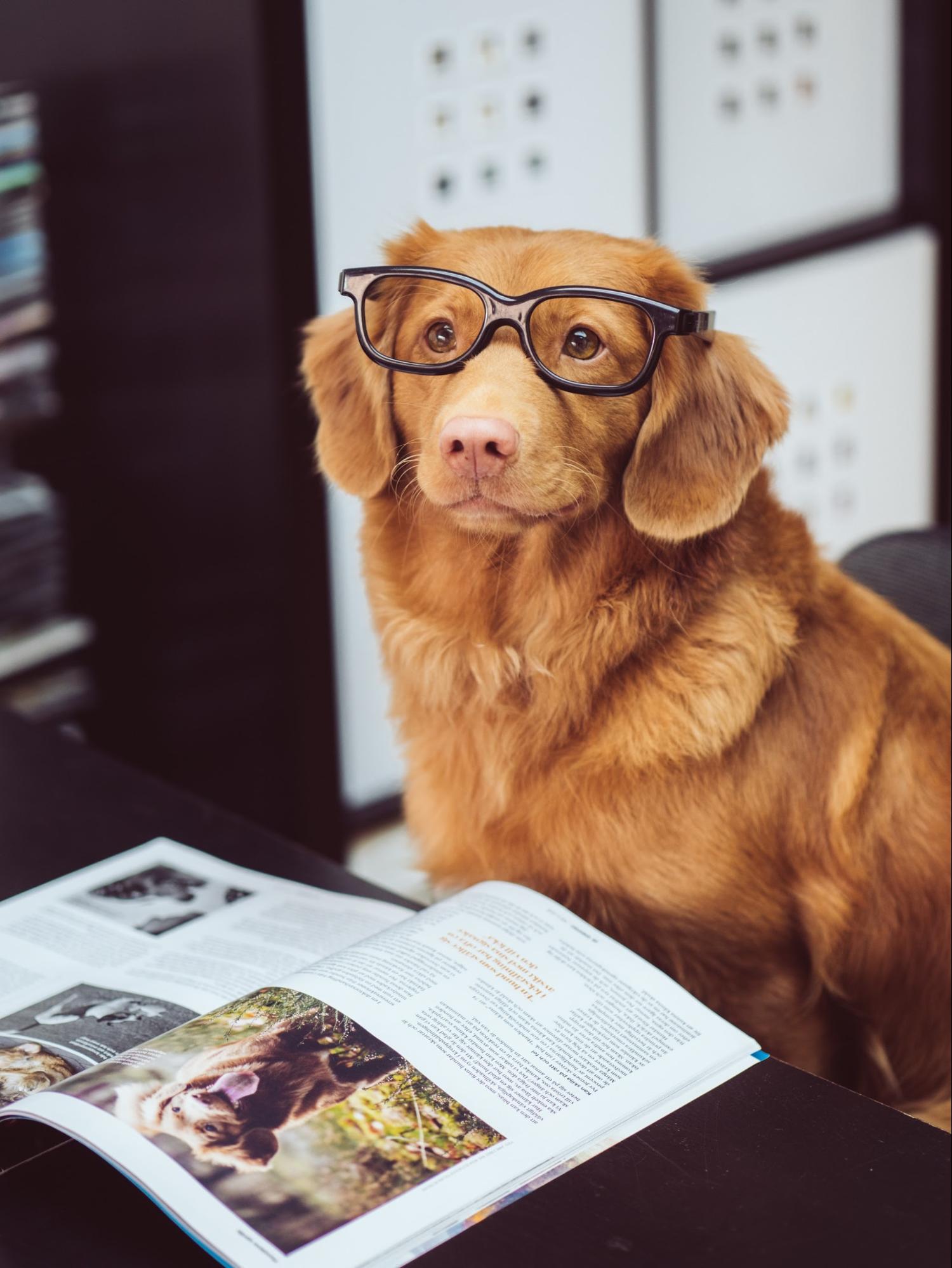 Dog with glasses and reading a magazine