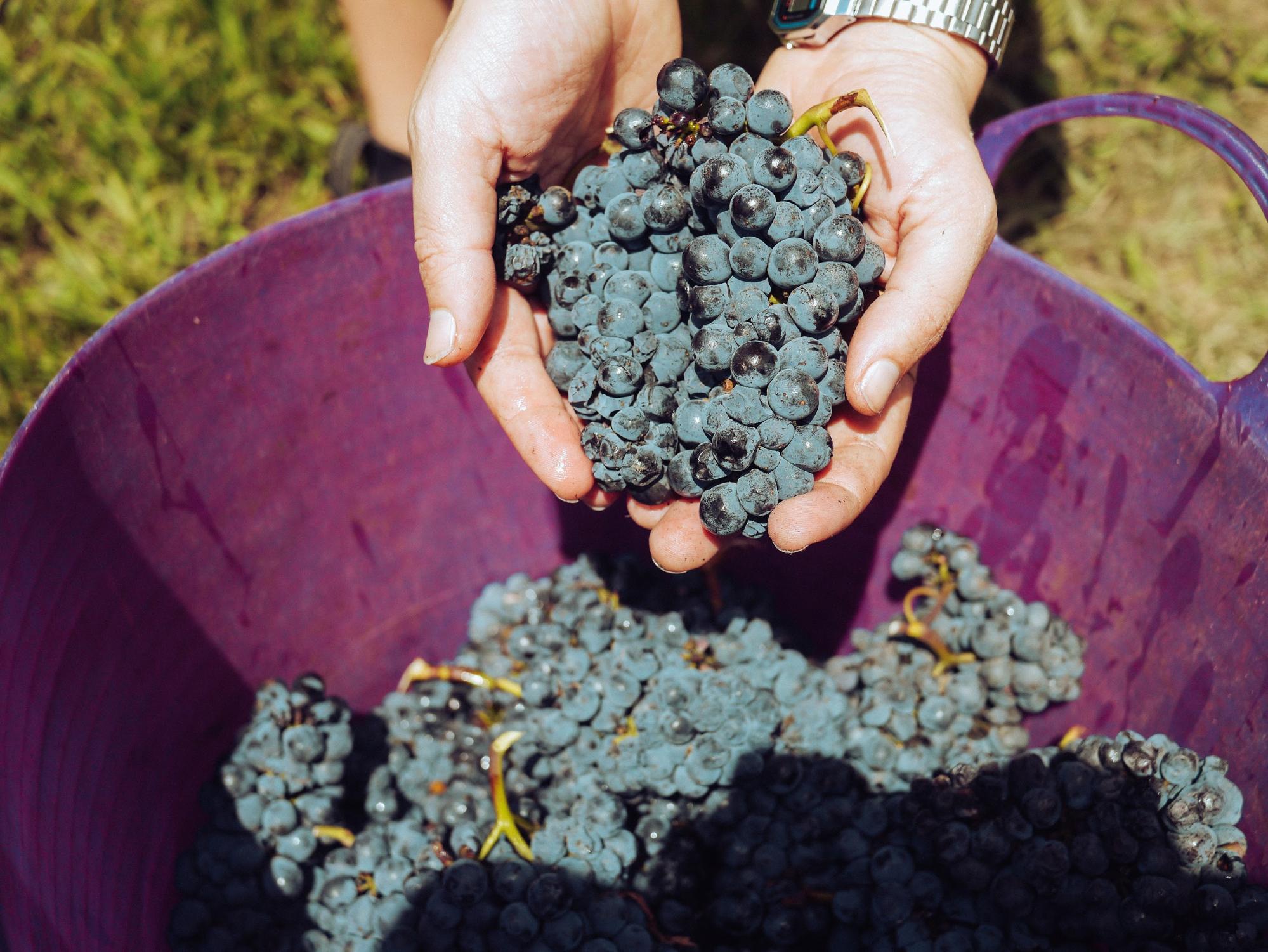 Handful of grapes