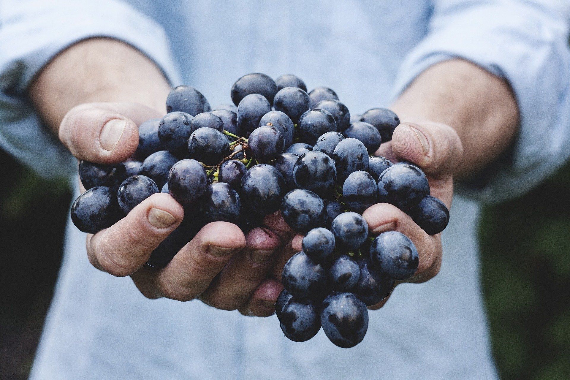 Man holding a bunch of grapes