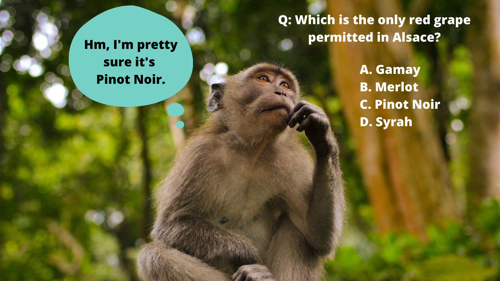 Monkey thinking of WSET Level 2 answers