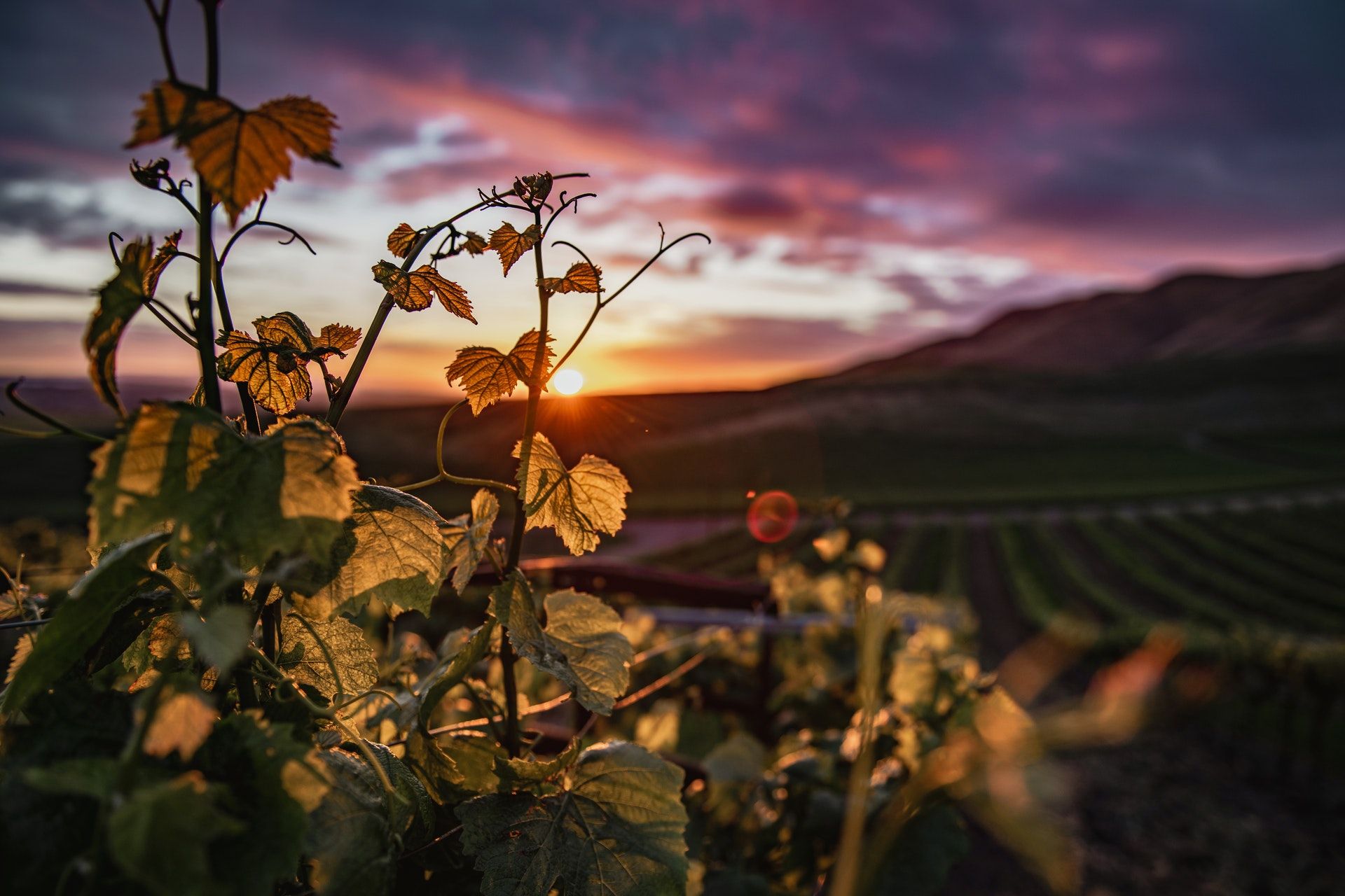 Vineyard and a sunset, WSET Level 2 exam