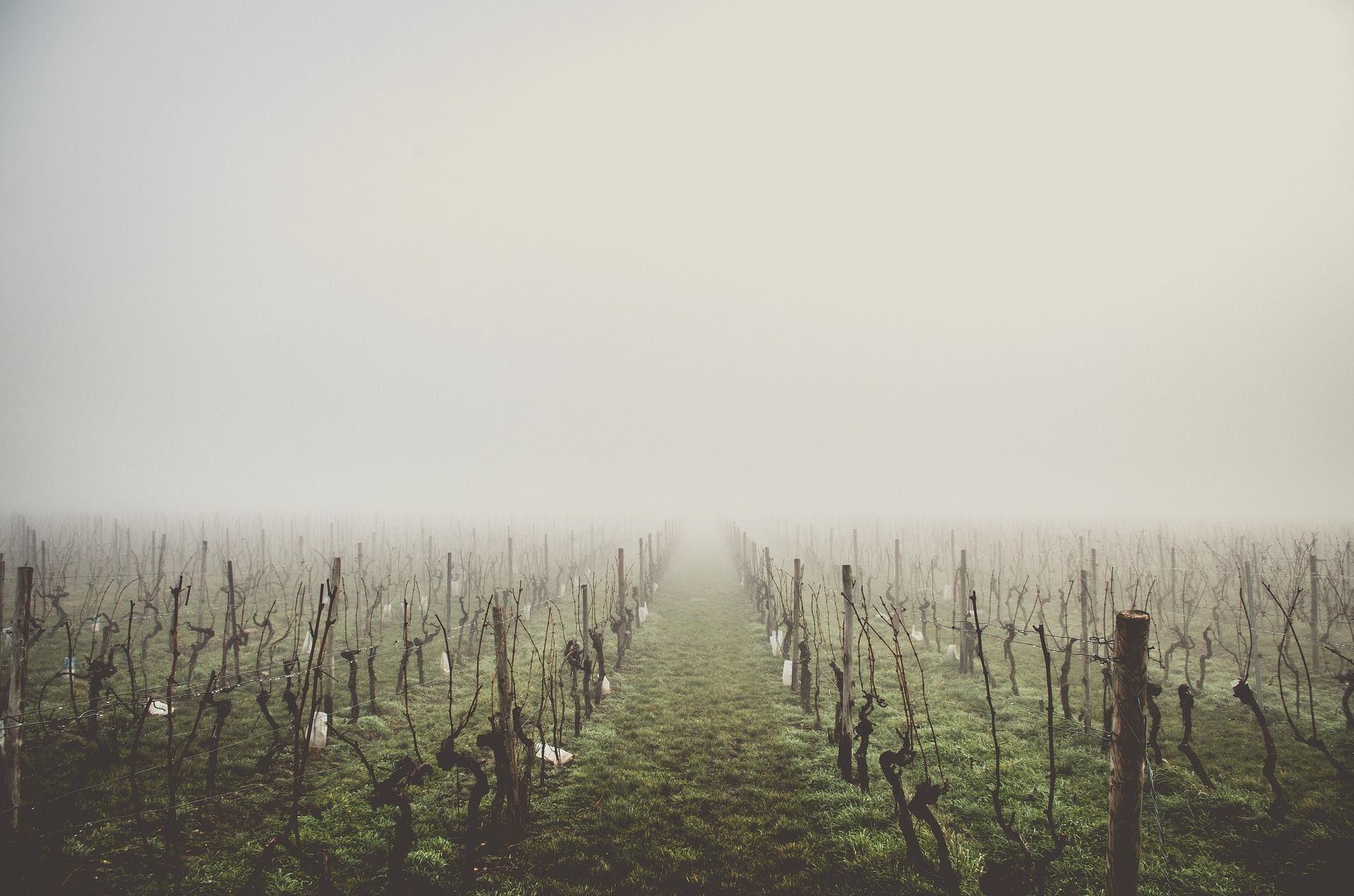 Vineyards in fog; WSET Level 2 exam