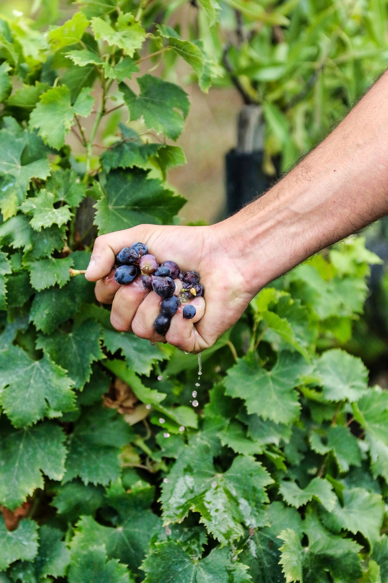 Hand squeezing grapes; WSET Level 3 exam