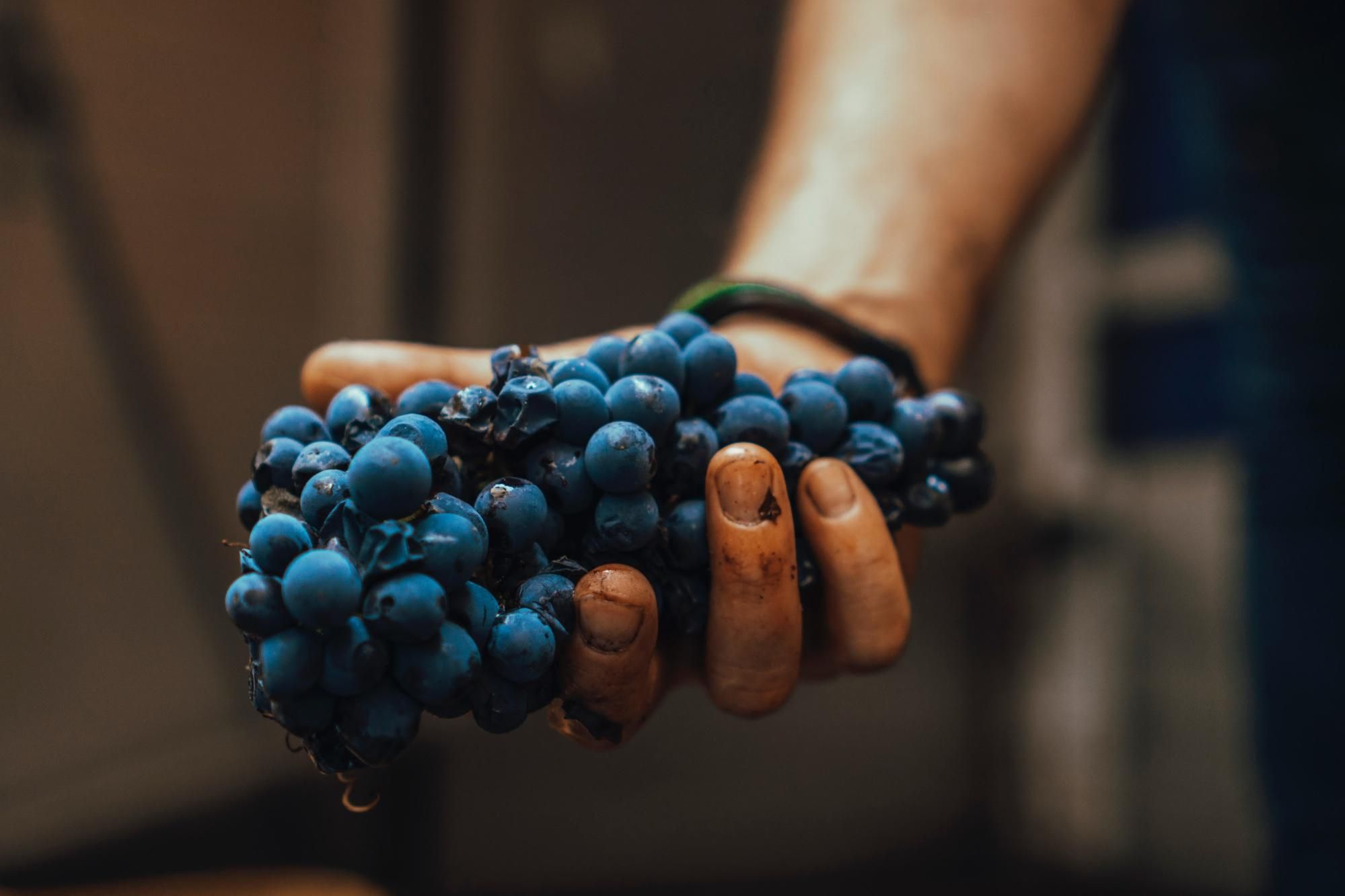 Uvas azules;  Sumiller de vinos