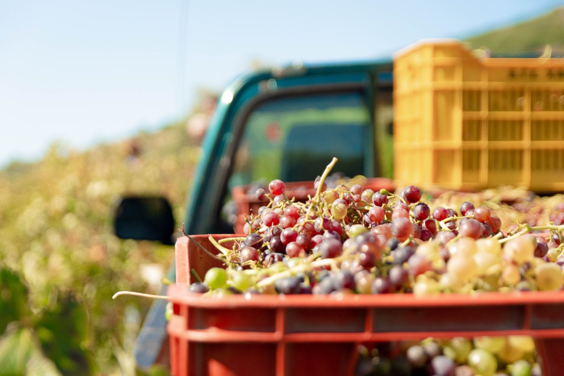 Truck with red grapes; WSET Level 1 wine exam