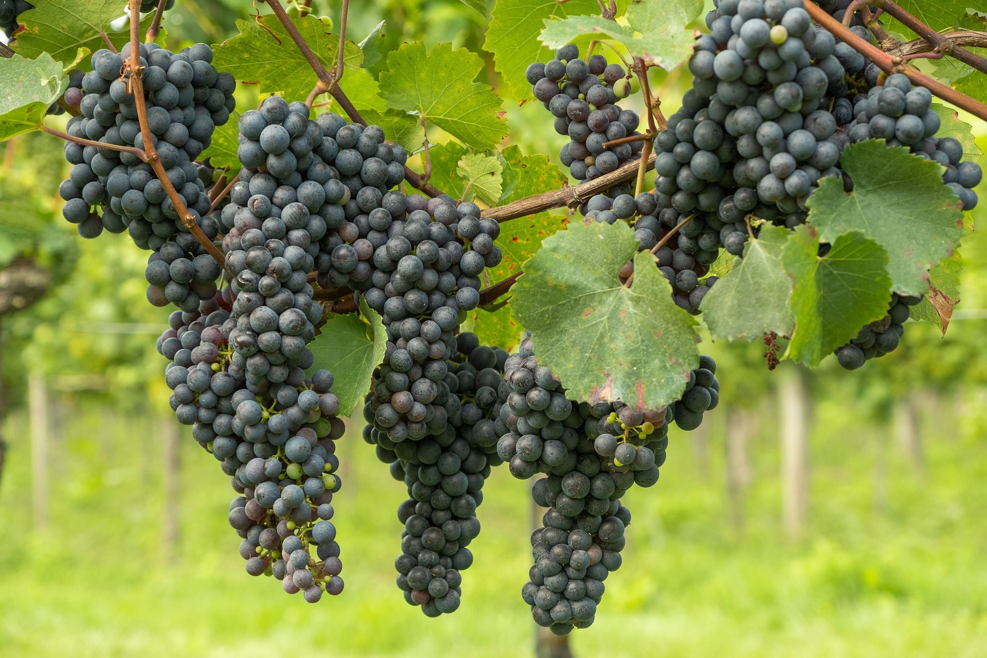 Wine grapes; WSET Level 1 wine exam