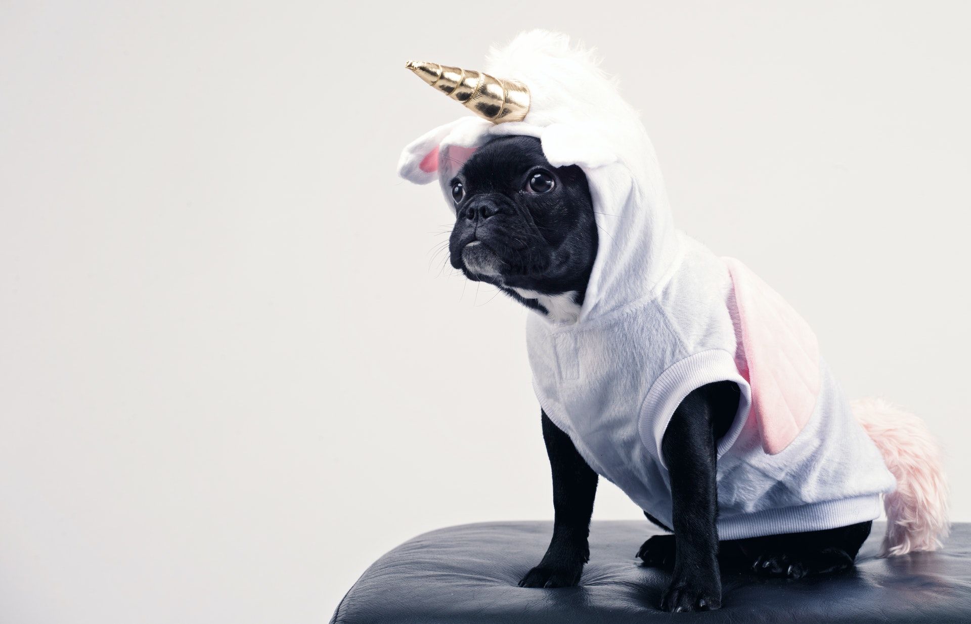 Dog in a unicorn costume; NCLEX-RN review course