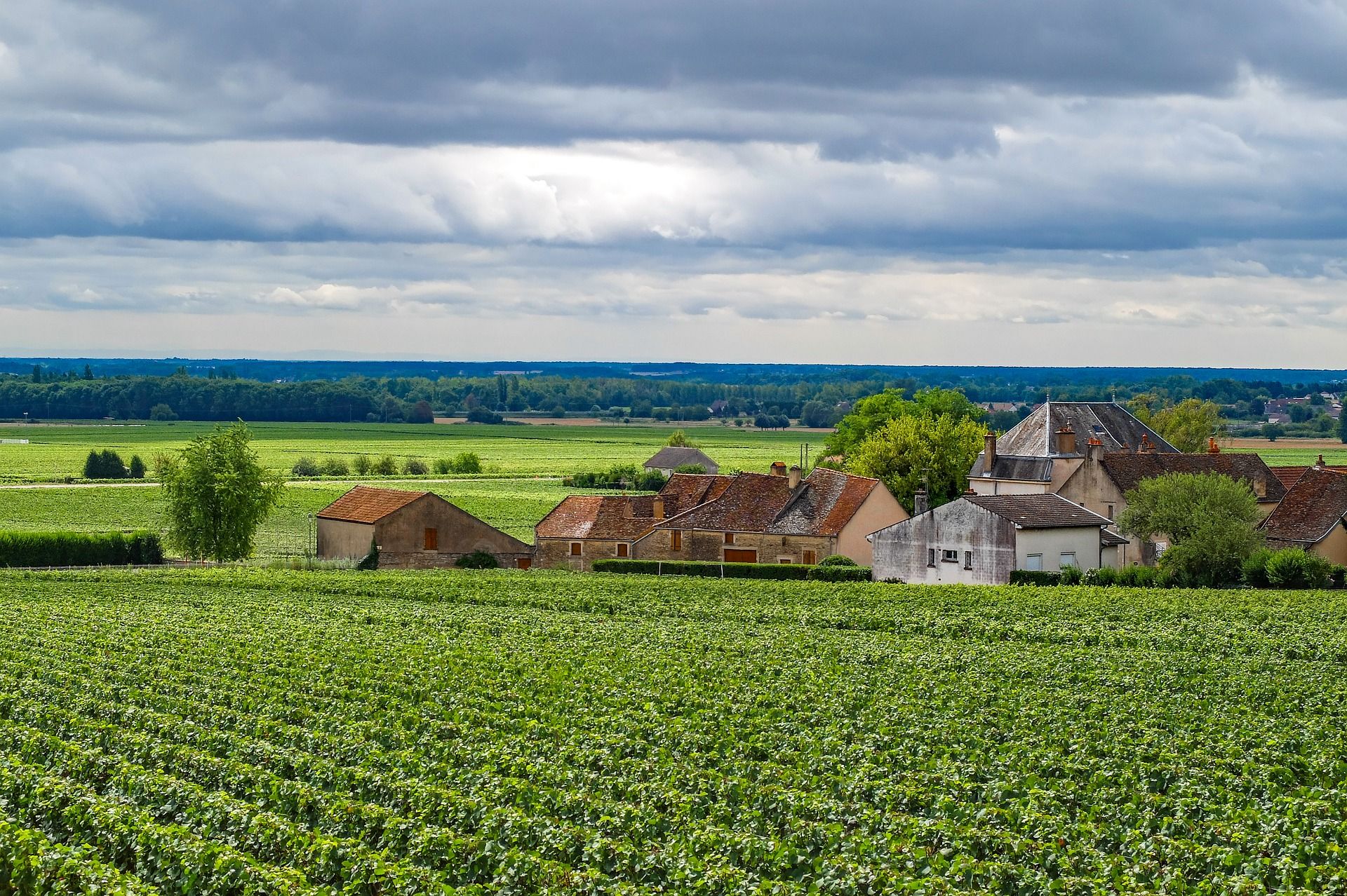 Bourgogne-Franche-Comté region of eastern France; White Burgundy wine