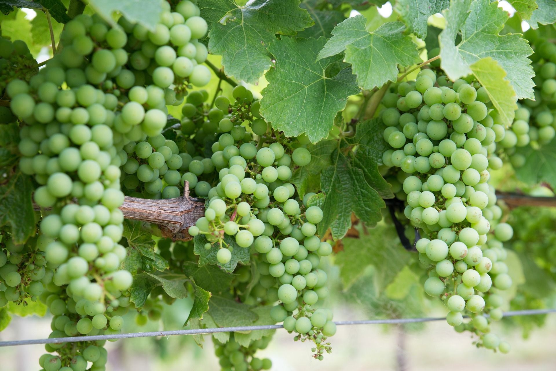 Green grapes