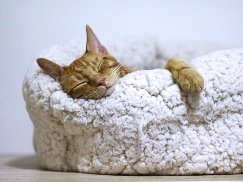 Gato durmiendo;  Cómo estudiar para el MCAT