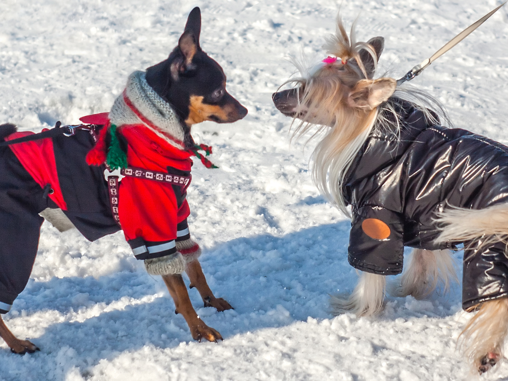 Two dogs in the snow; Premed courses and MCAT classes
