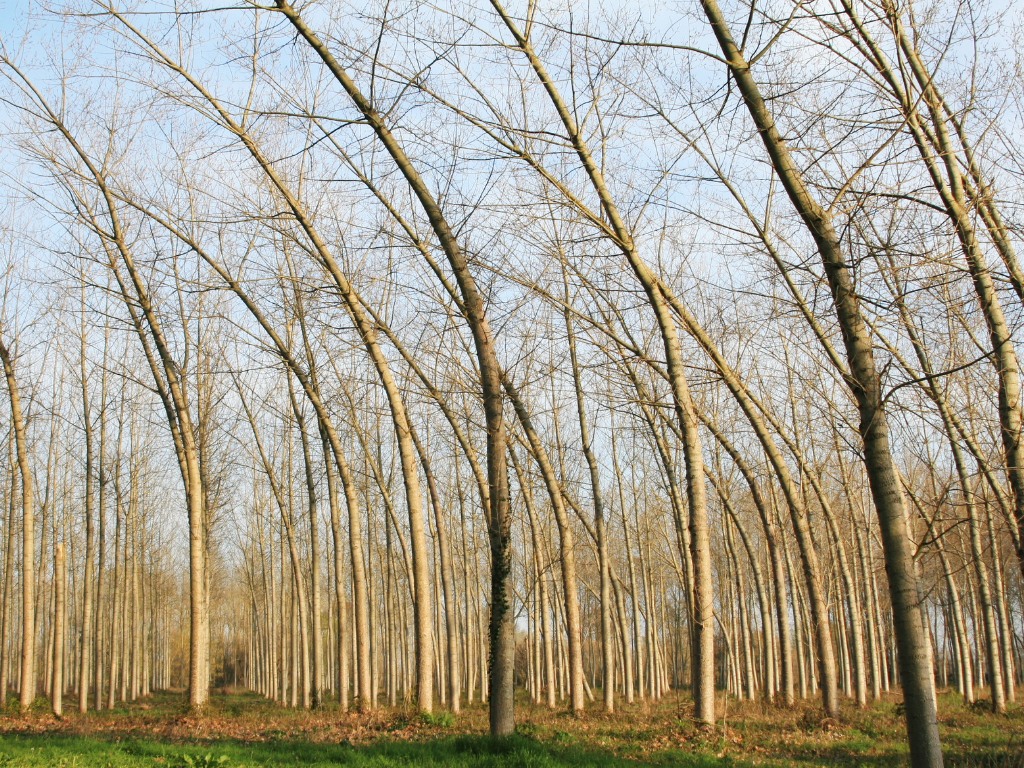 Trees bending due to windy conditions