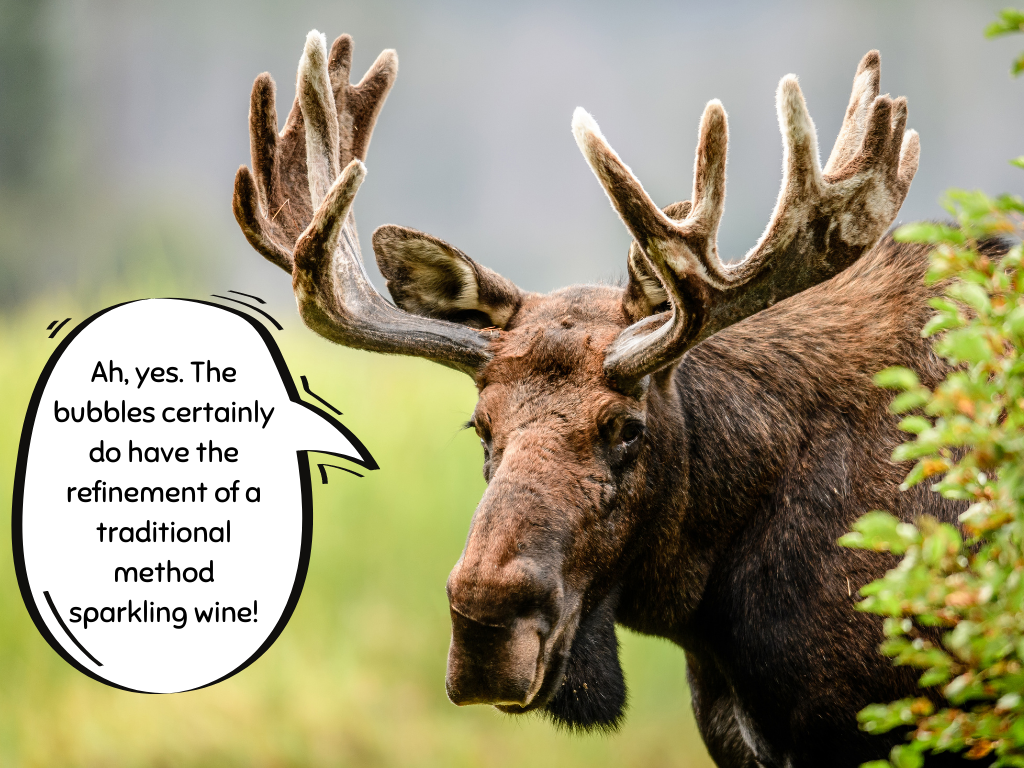 A moose (animal) with thought bubble that reads "Ah, yes. The bubbles certainly do have the refinement of a traditional method sparkling wine!"