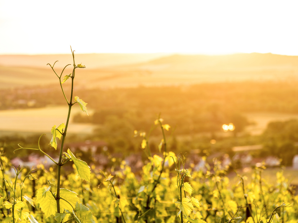 Sunset over countryside in Champagne, France