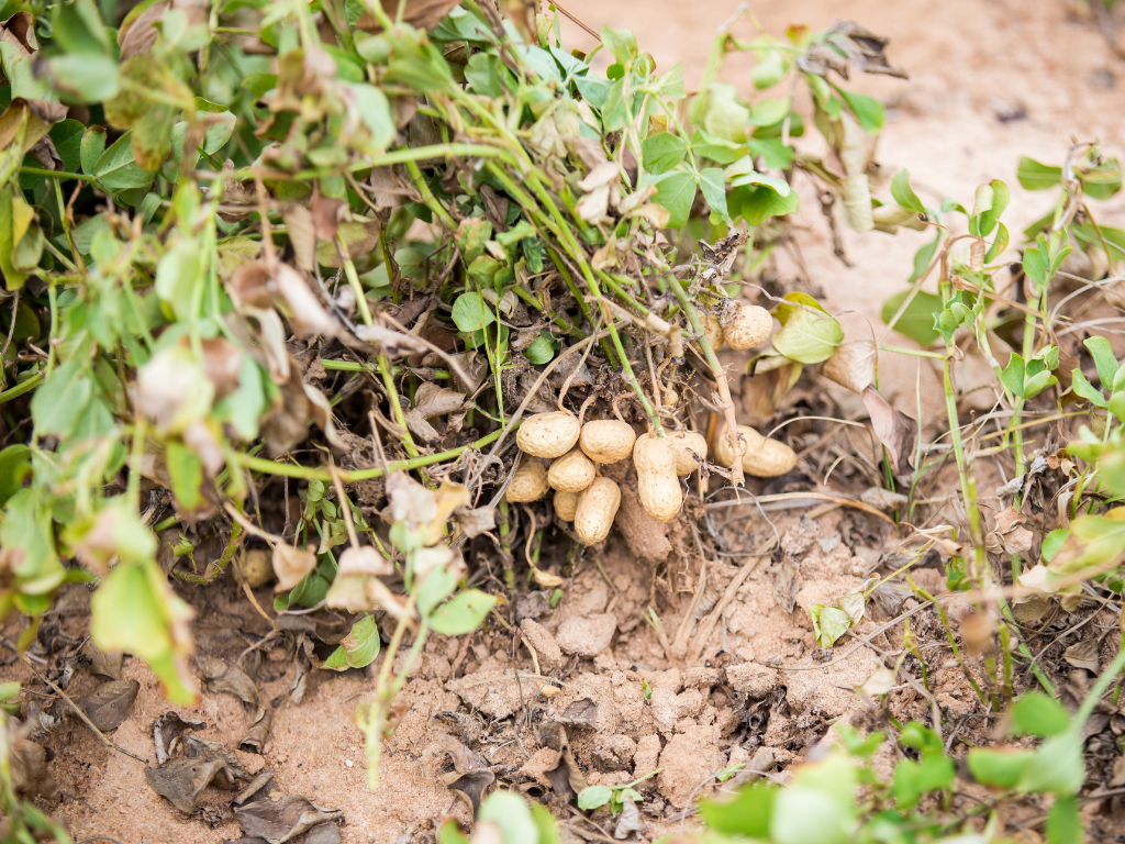 Georgia peanut farming