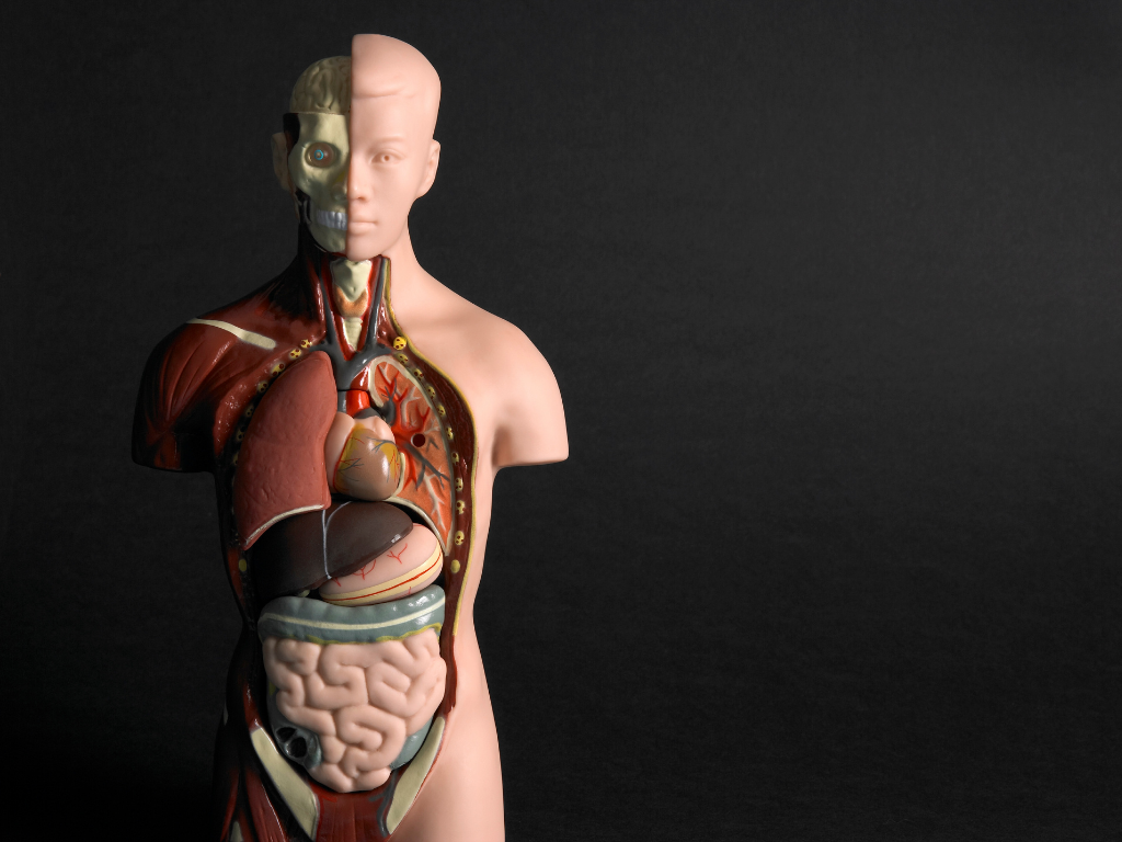 Human anatomy medical study app