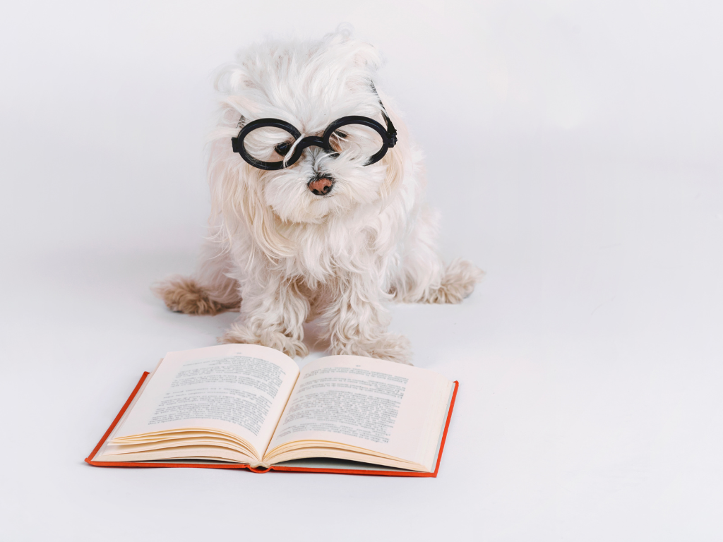 Cute poodle reading a book