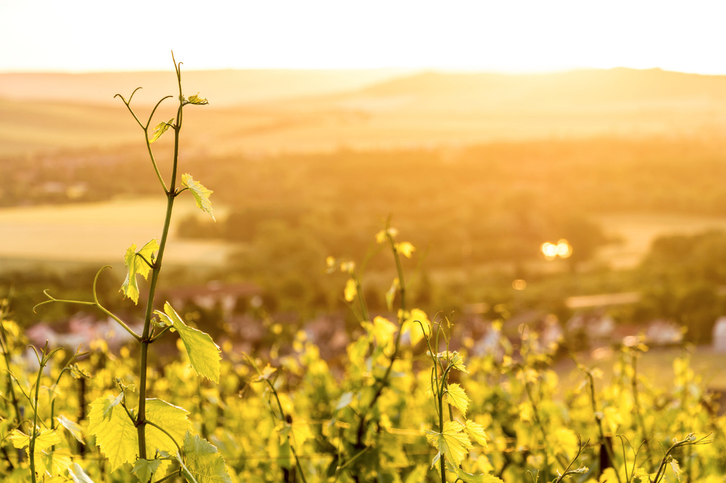 Sunset over countryside in Champagne, France