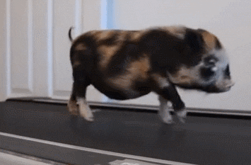 GIF of a cute piglet on a treadmill